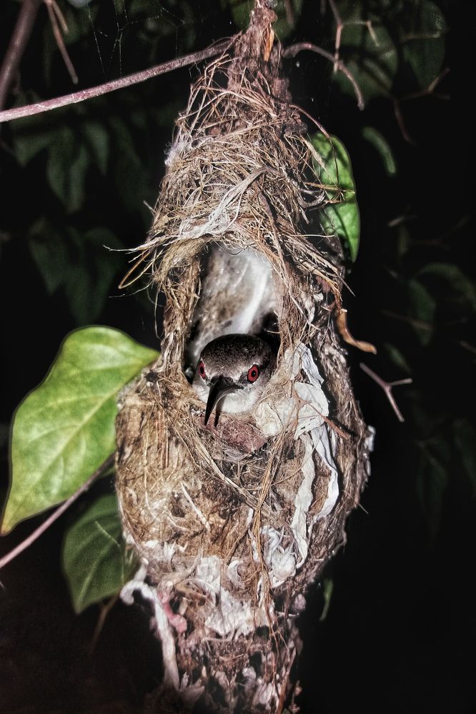Incubating Honeycomb