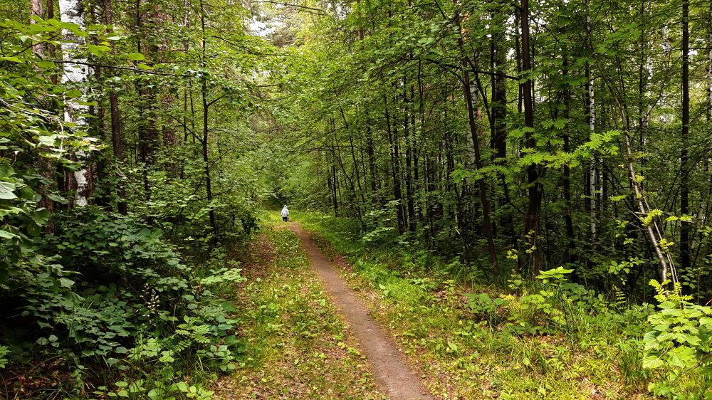 ЛЕСНАЯ СКАЗКА