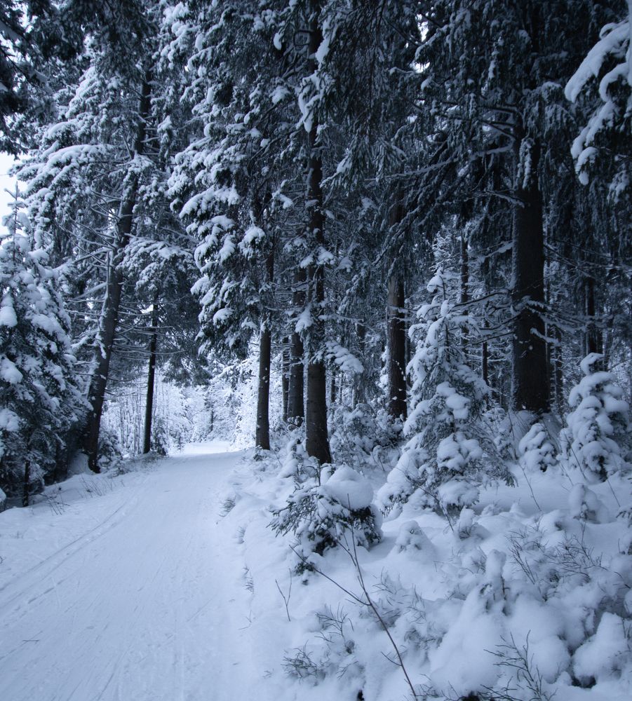 Photograph by Liguanna Anna