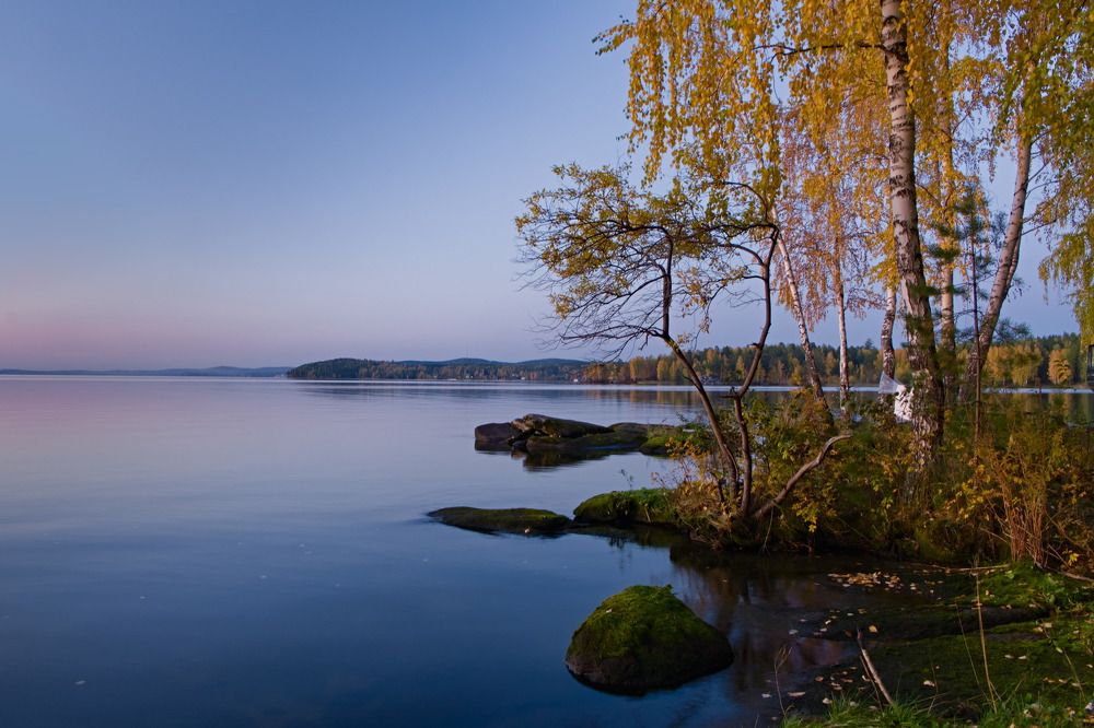 "Причудливое дерево"