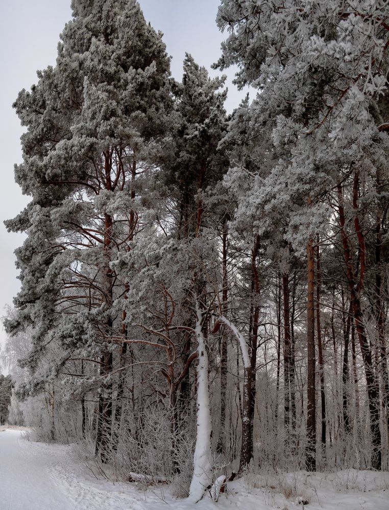 Photograph by Николай Смолянкин