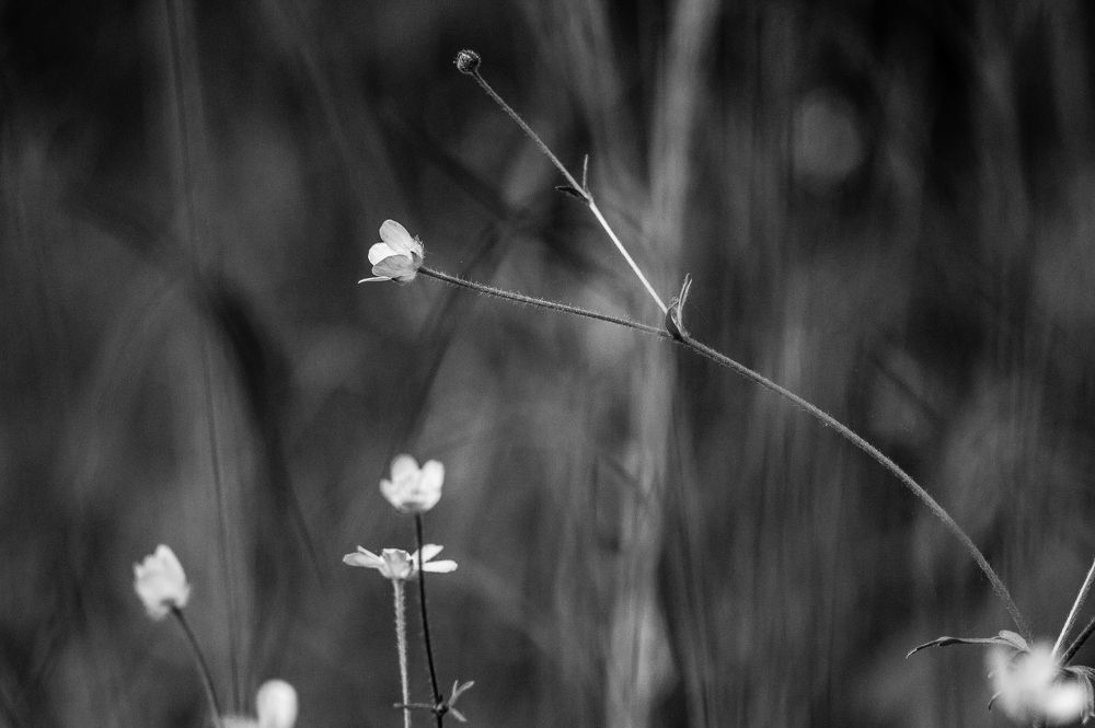 Фотография автора Asif Zülfüqarov