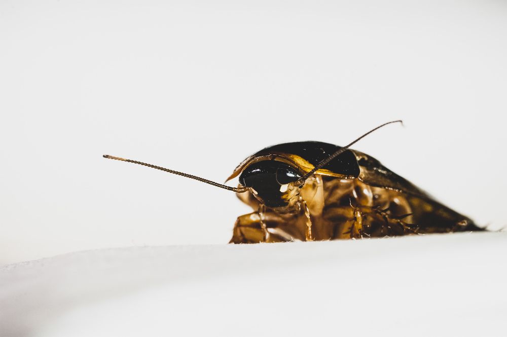 Photograph by Bijaya Lamichhane Jaisi