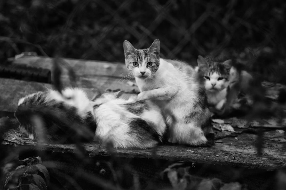 Photograph by Наталья Кулемина