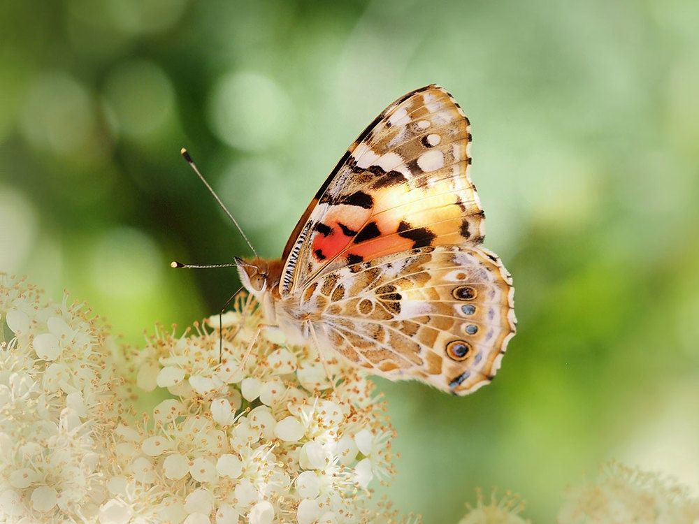 Photograph by Farid Ataei