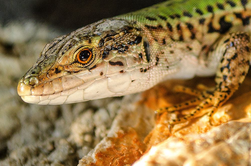 Взгляд пресмыкающегося