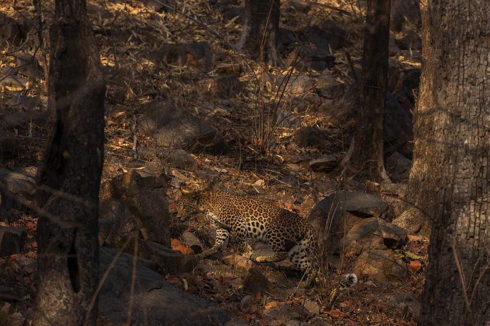 Photograph by Abhaya Shukla