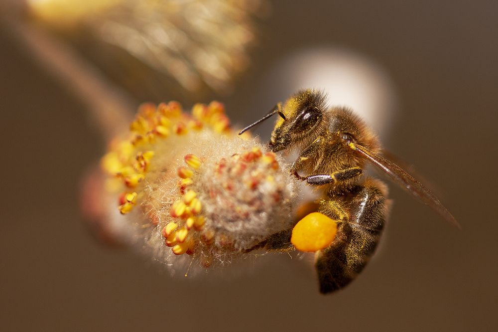 "Auréolée" - "Haloed"