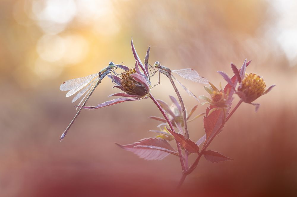 Photograph by Кузнецов Дмитрий