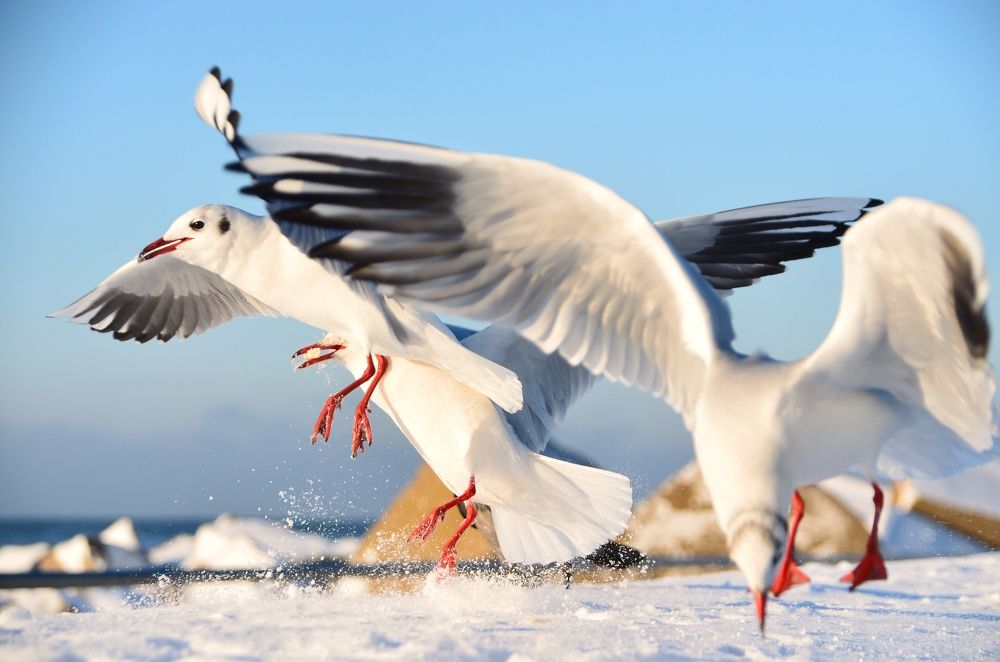 Photograph by Galina Baranovskaja