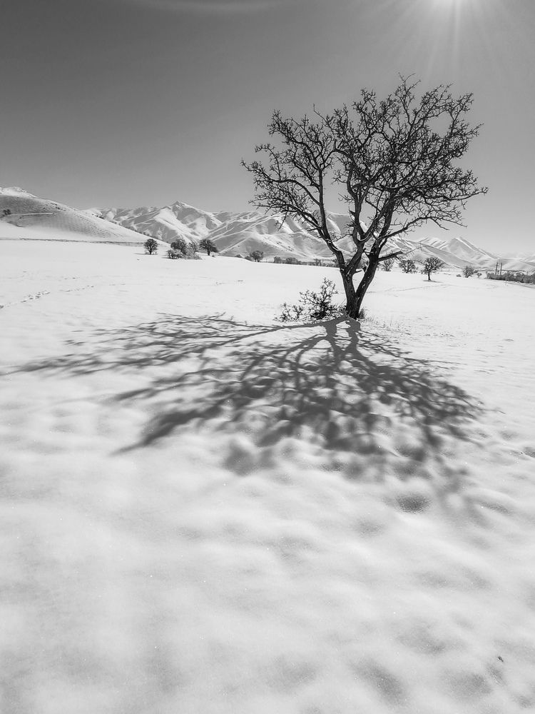 Photograph by Alipour mohammad