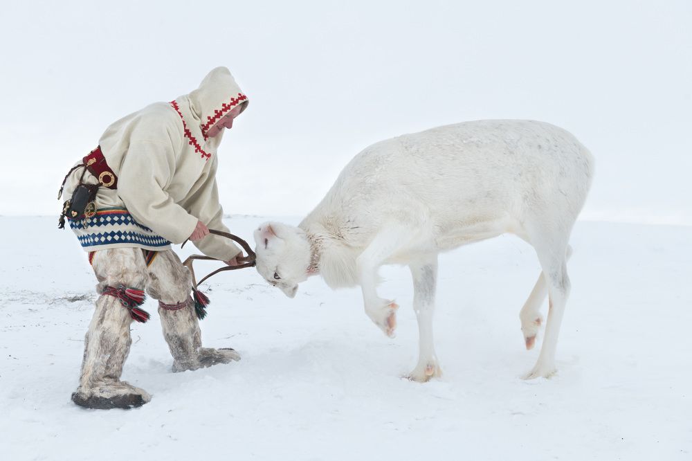 Поиграть с оленем