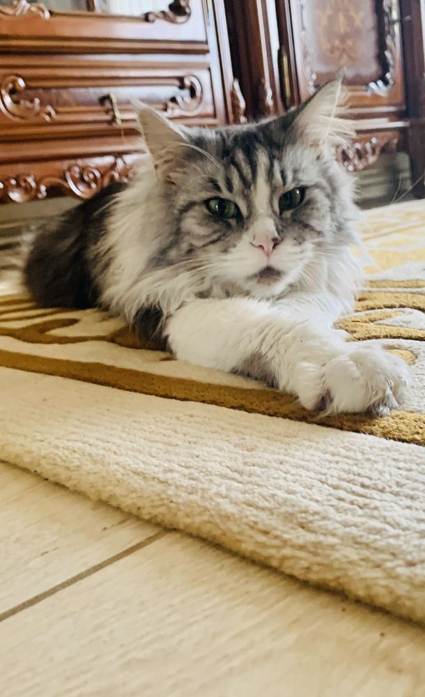 Член нашей семьи