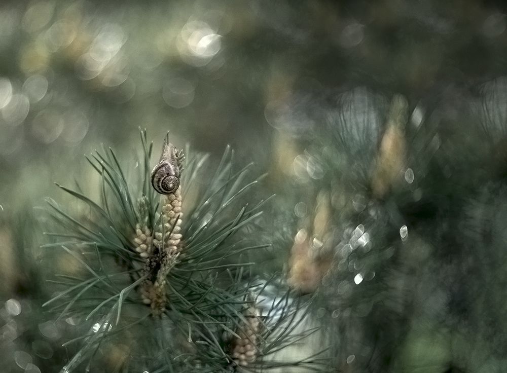 Photograph by Елена Осколкова