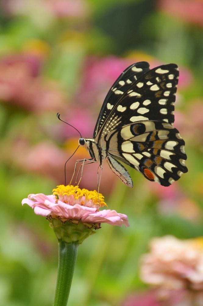 Papilio demoleus