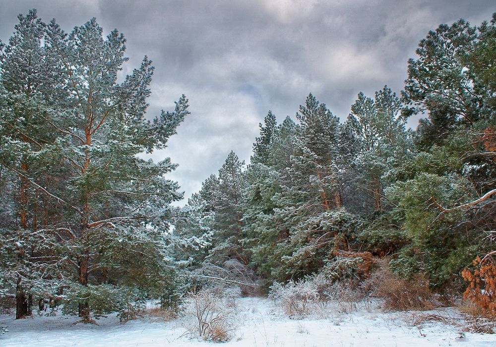 зима в лес пришла