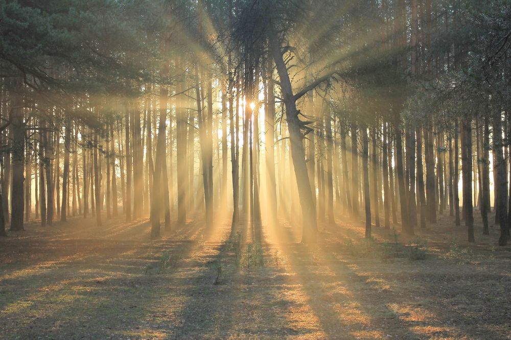 Декабрьская симфония