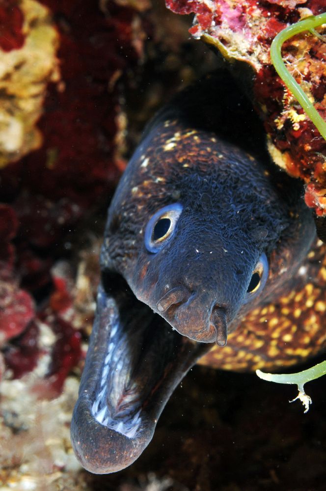 Photograph by Alfredo Milazzo