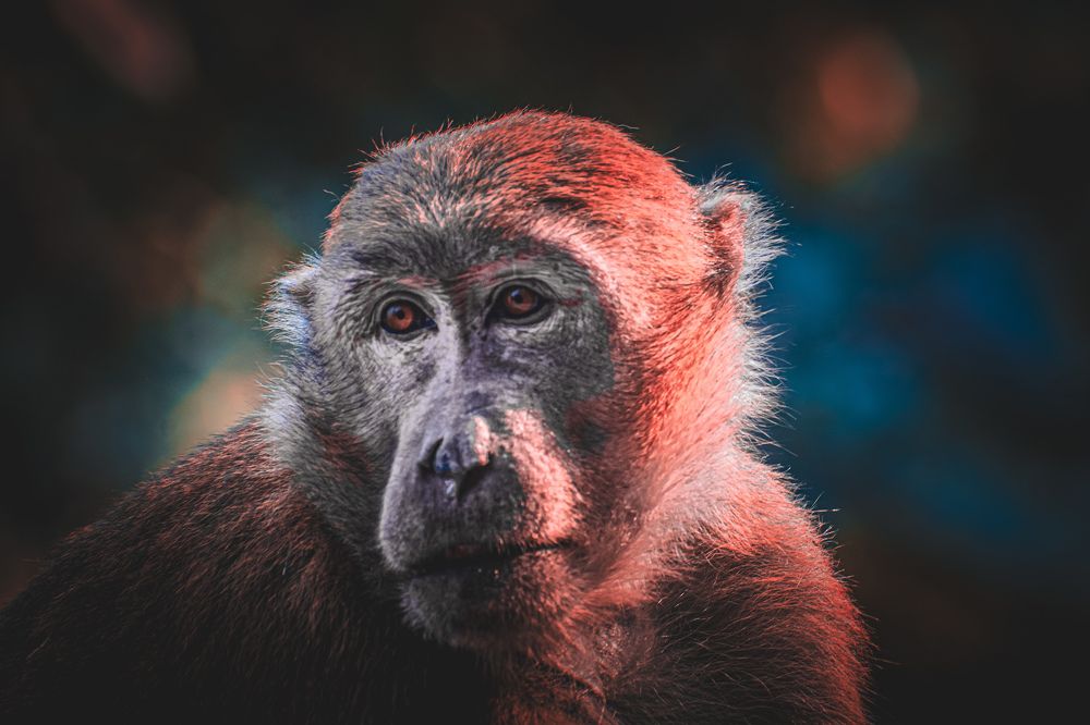 Фотография автора Sudeep Chettri