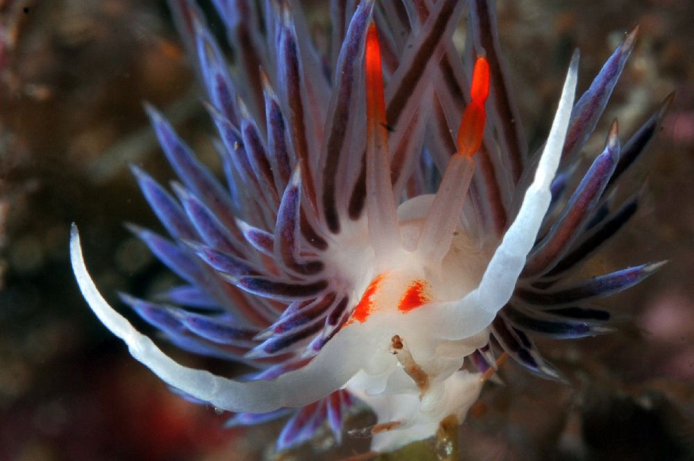 The jewels of the Sea