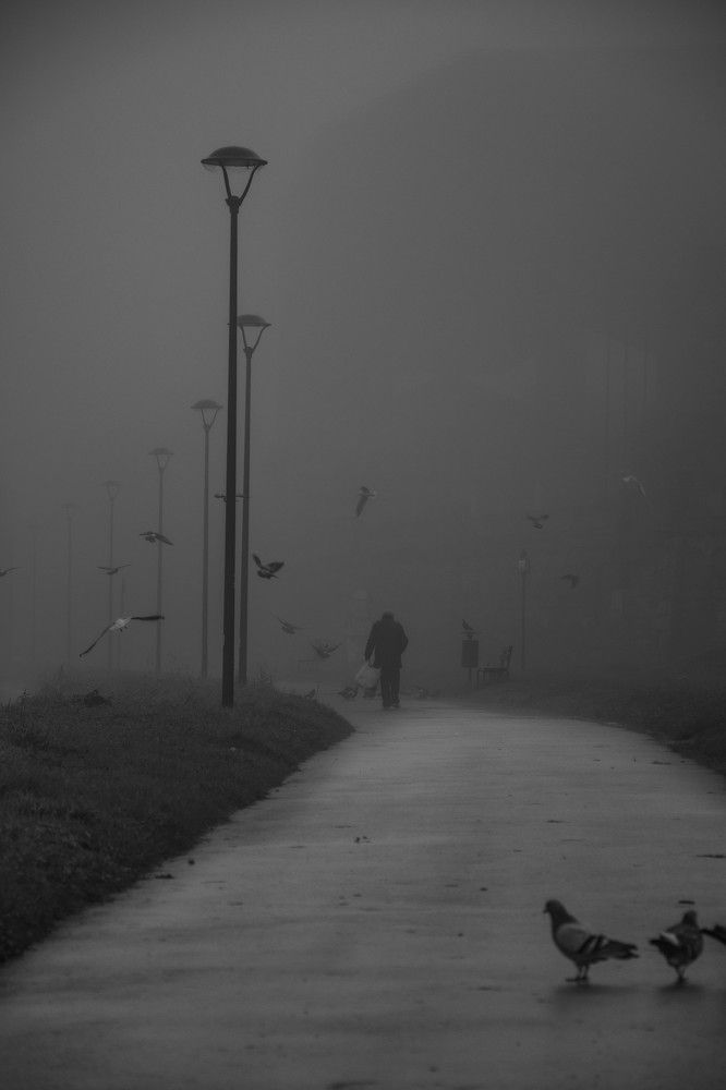 The Feeder (mother of pigeon)