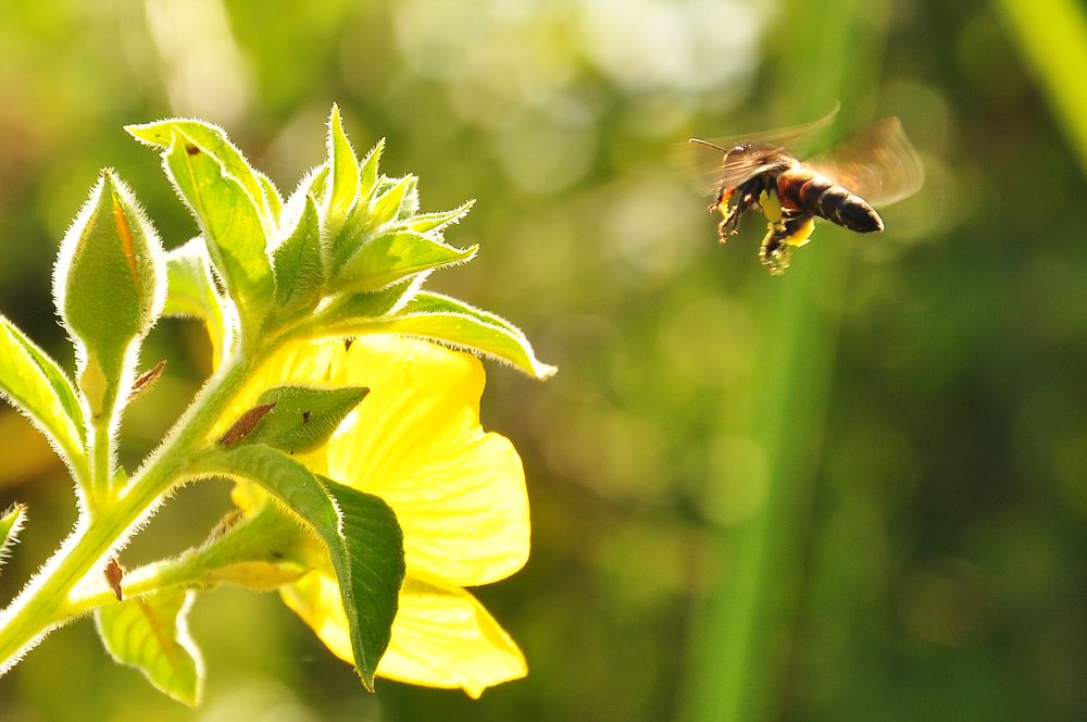 Kumbang Pemburu Sari Bunga
