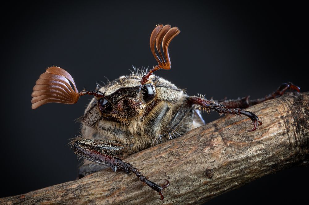 майский жук