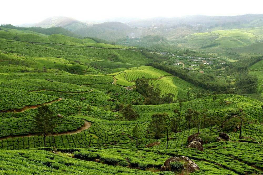 Керала, чайные плантации