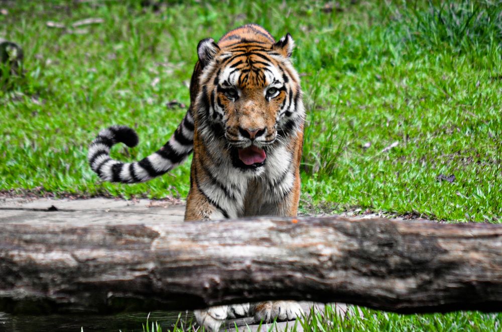 Magnificent Tiger