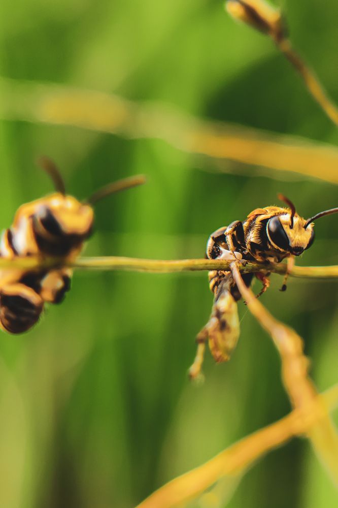 The Bees
