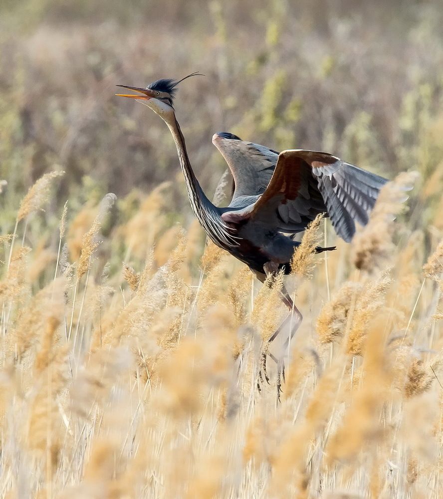 Рыжая красотка