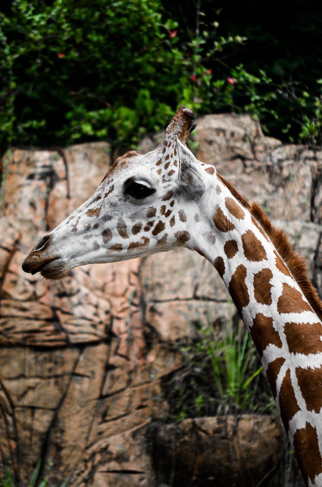 Elegant Giraffe