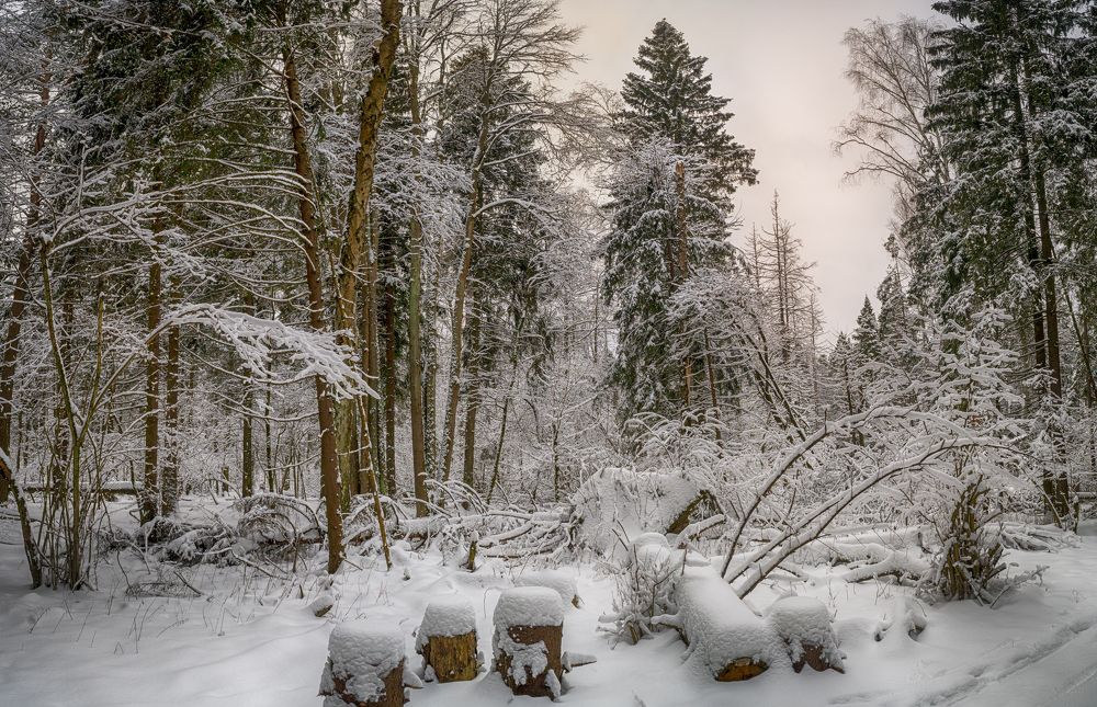 Photograph by Александр Корнейчев