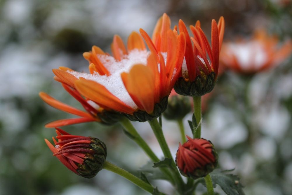 Первый снег❄