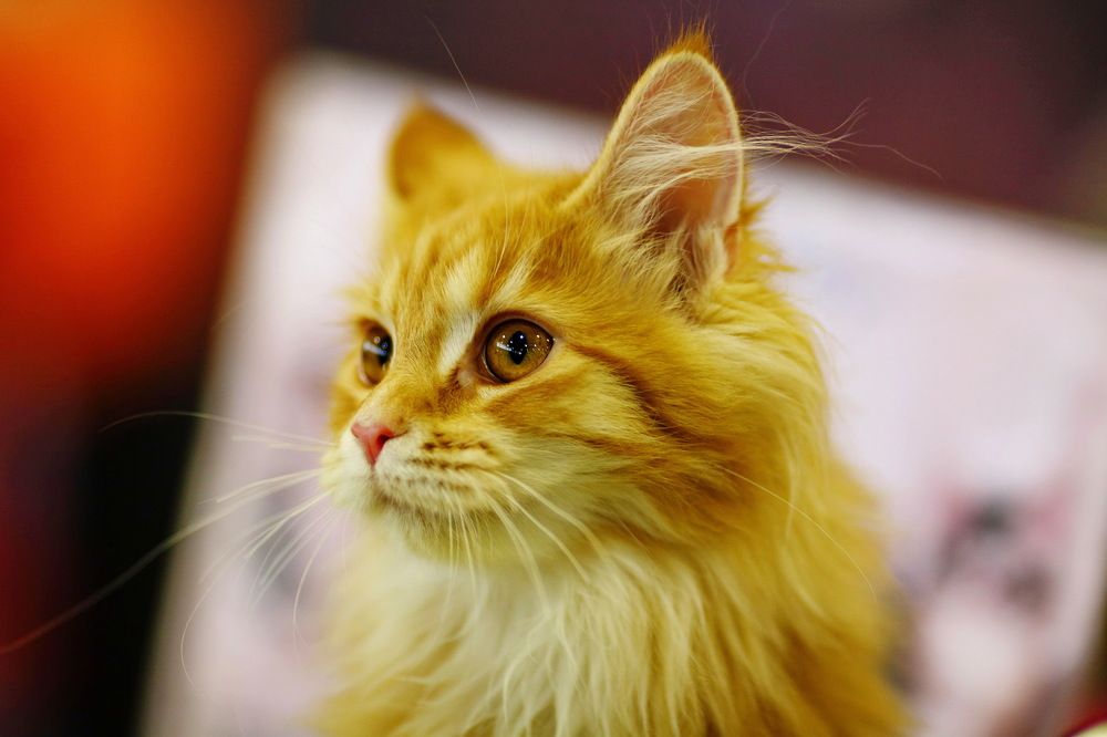 Photograph by Константин Лагоденко