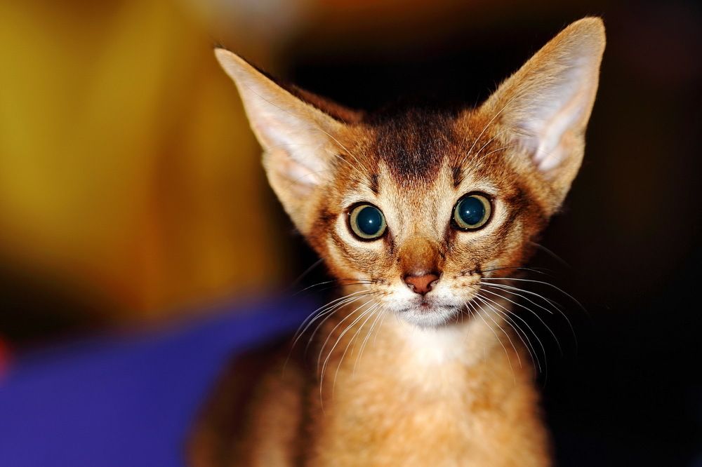 Photograph by Константин Лагоденко