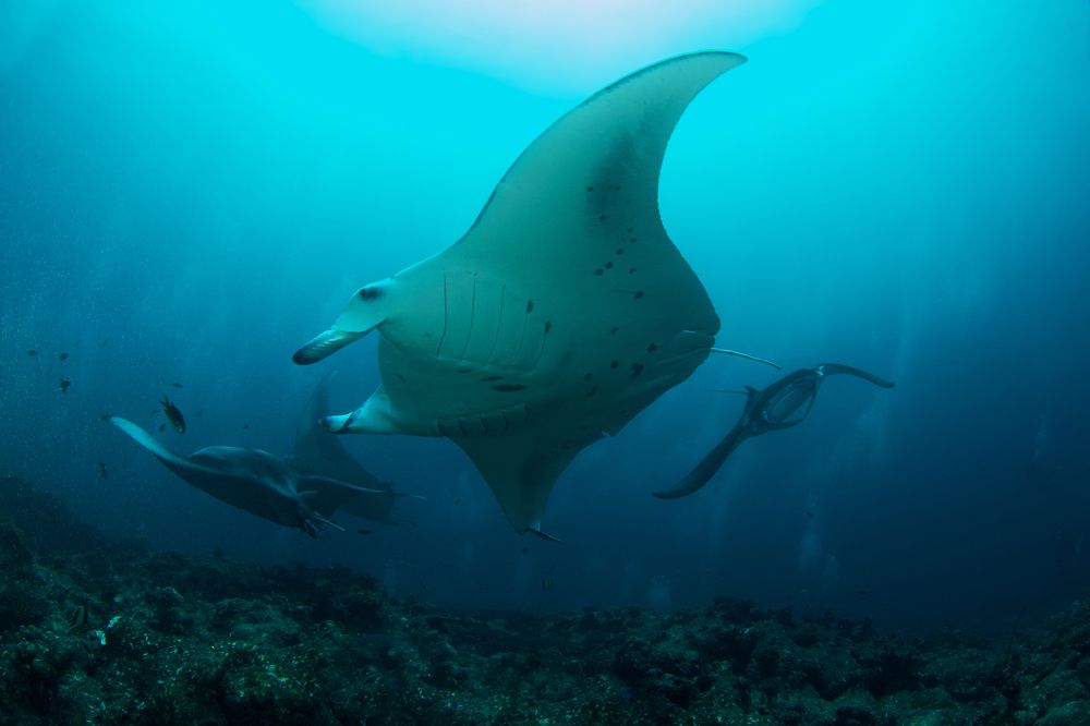 Фотография автора Димитрий Евтушик