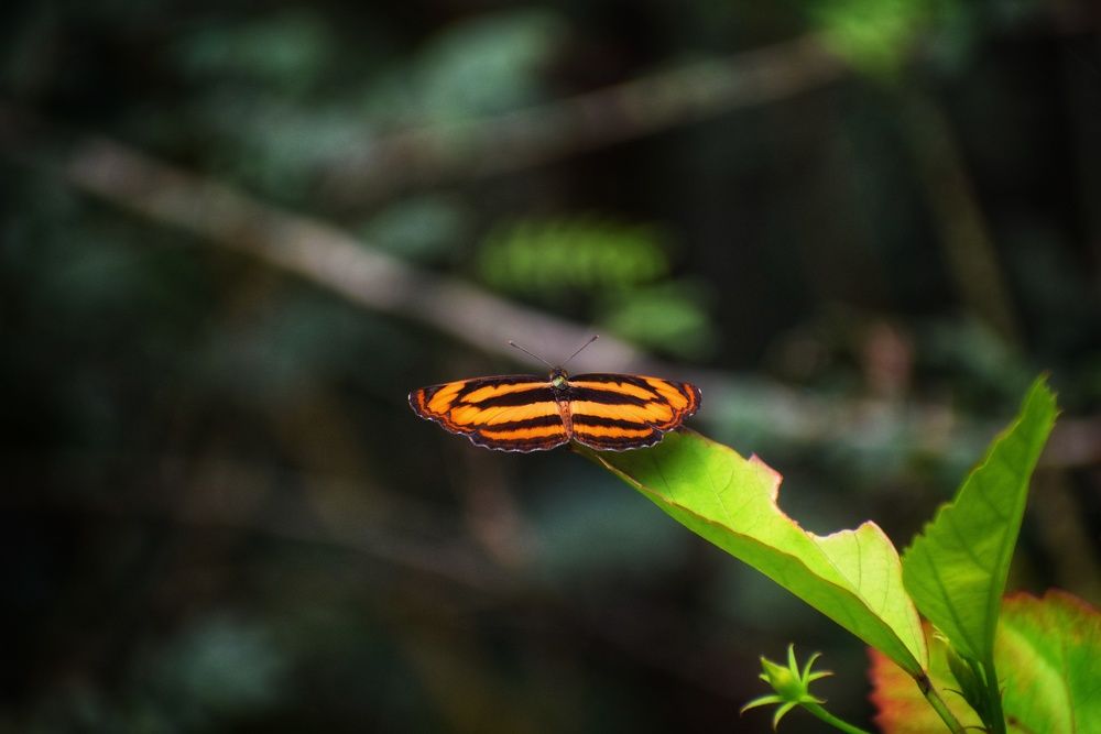Photograph by Ajit Avabhrath