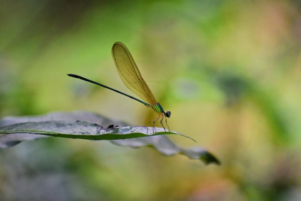 Photograph by Ajit Avabhrath