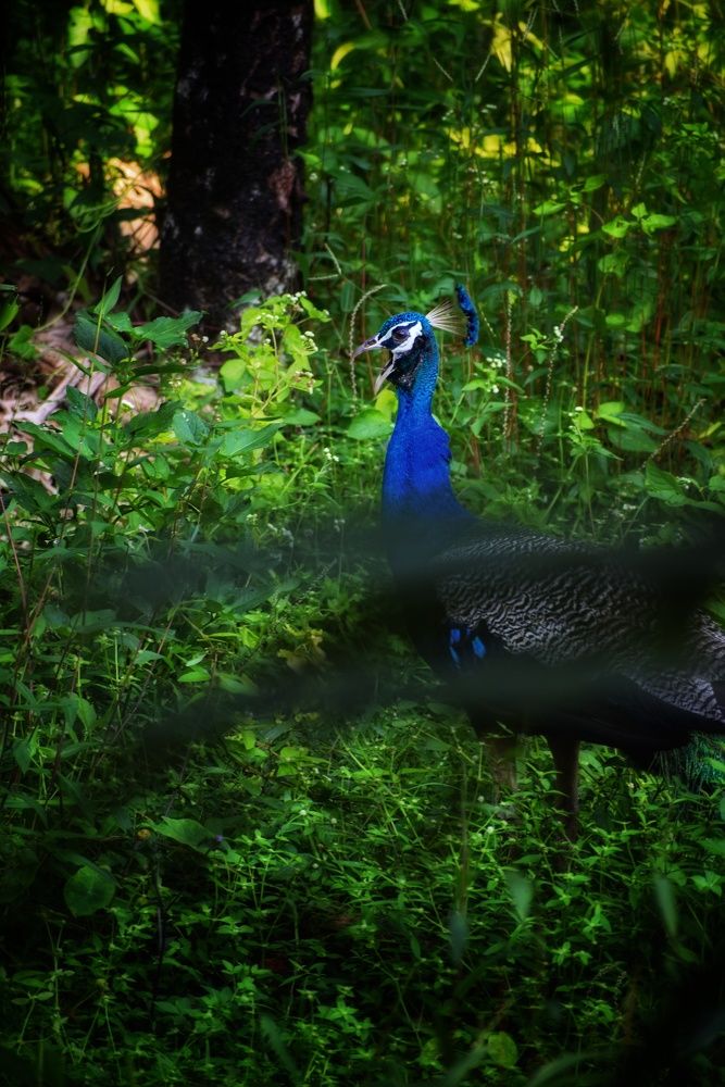 Photograph by Ajit Avabhrath