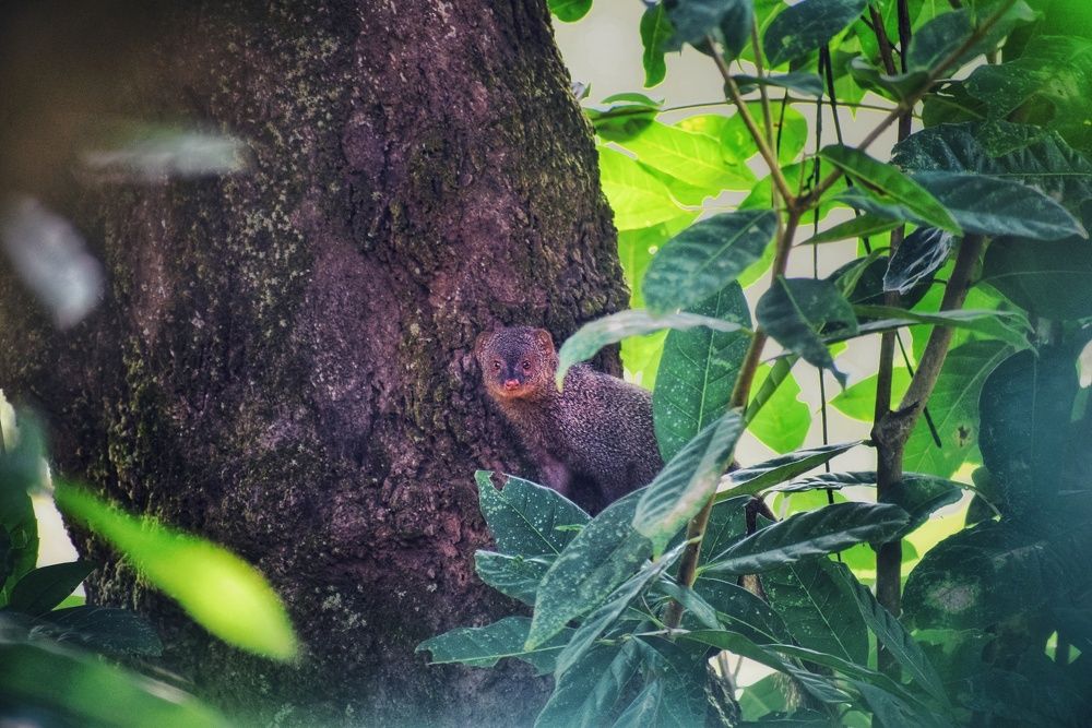 Photograph by Ajit Avabhrath