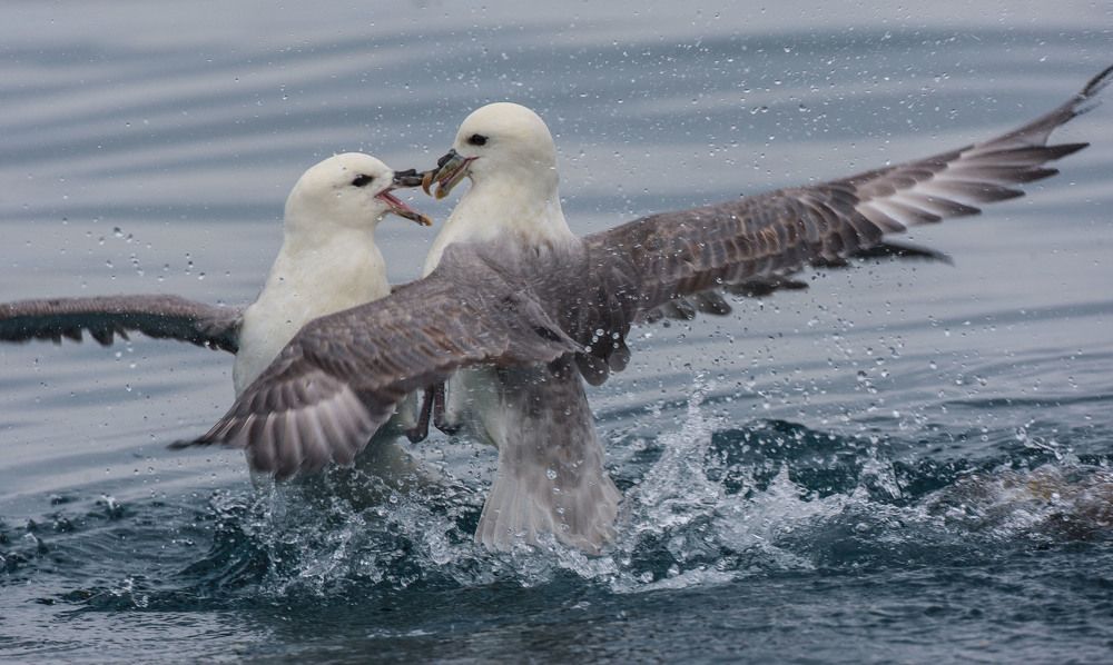 Nothern Fulmar's Battle