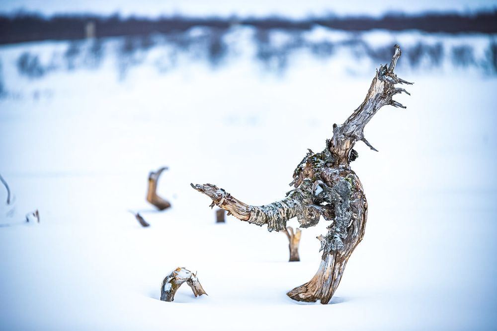 Photograph by Ирина Левакова