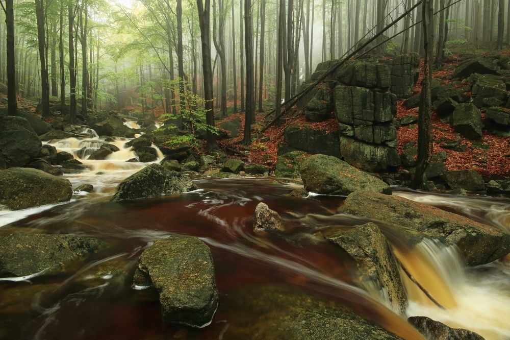 The Jizera Mountains Beech Forest