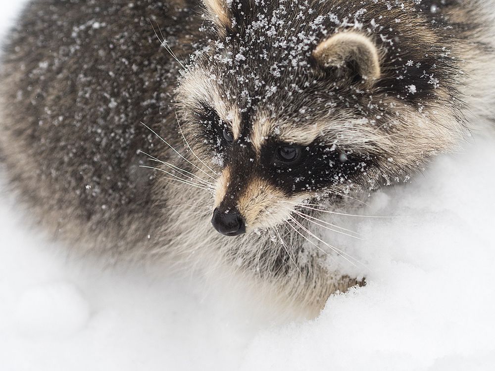 Photograph by Олег Чипура