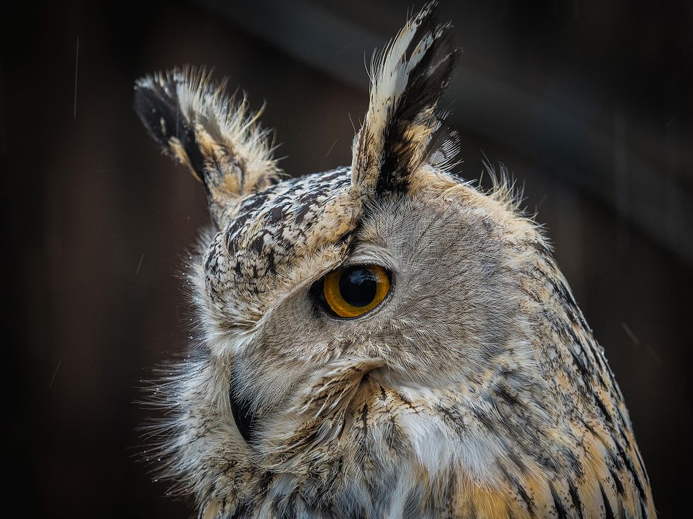 Photograph by Олег Чипура