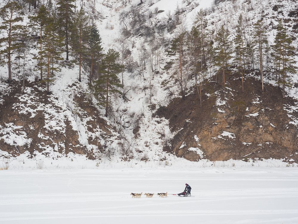 Тренировка собачьих упряжек на реке Мана, перед соревнованиями по ездовому спорту.