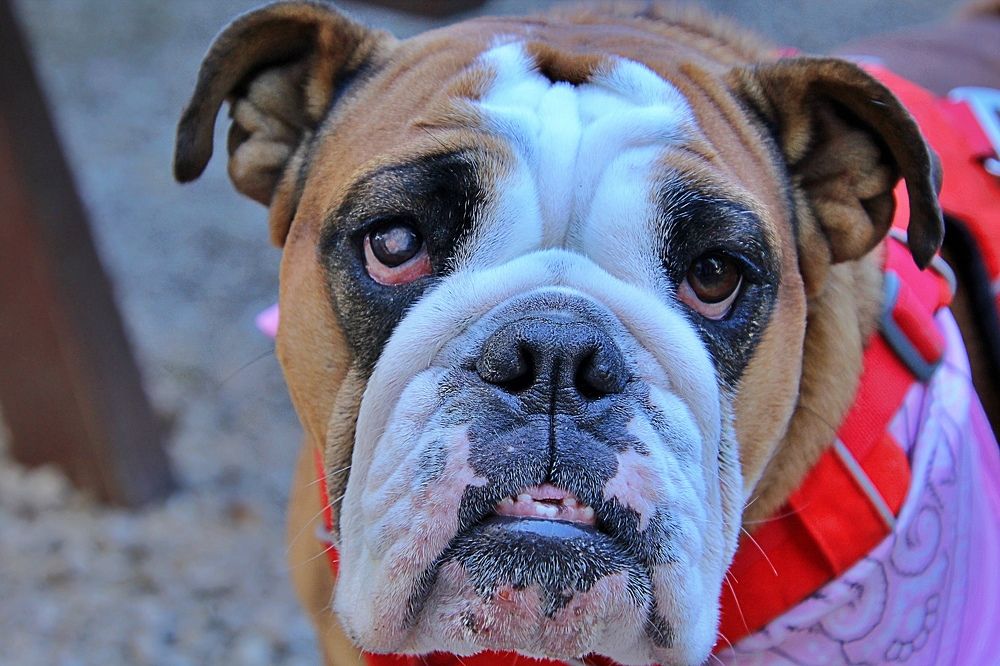 Photograph by Debbie Strauss