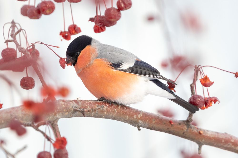 Photograph by Alexander Varakosov