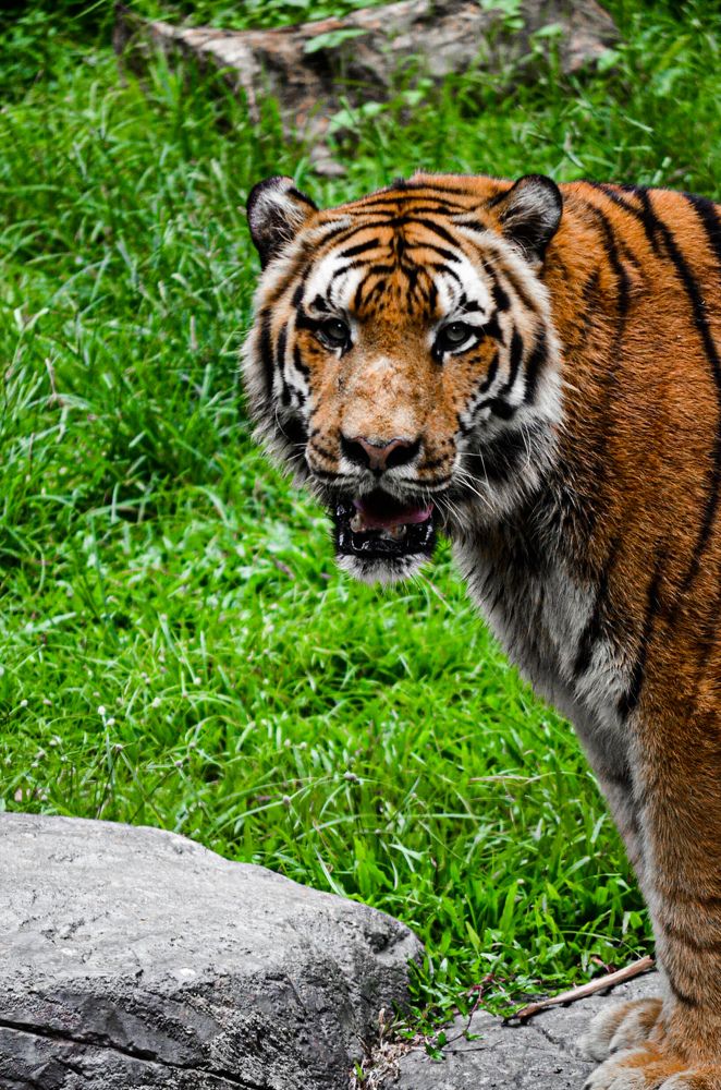 Magnificent Tiger